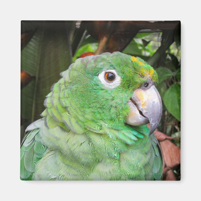 Imán Cierre de un loro verde (Frente)