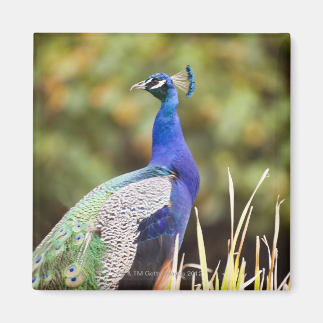 Imán Cierre de un pavo real (Frente)
