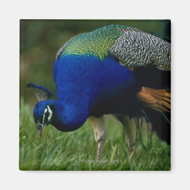 Imán Cierre de un pavo real (Frente)