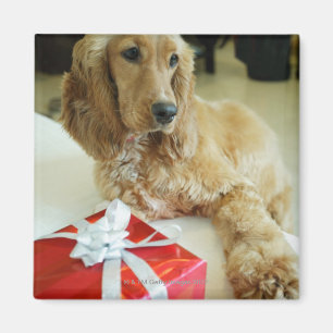 Imán Cierre de un perro con un regalo