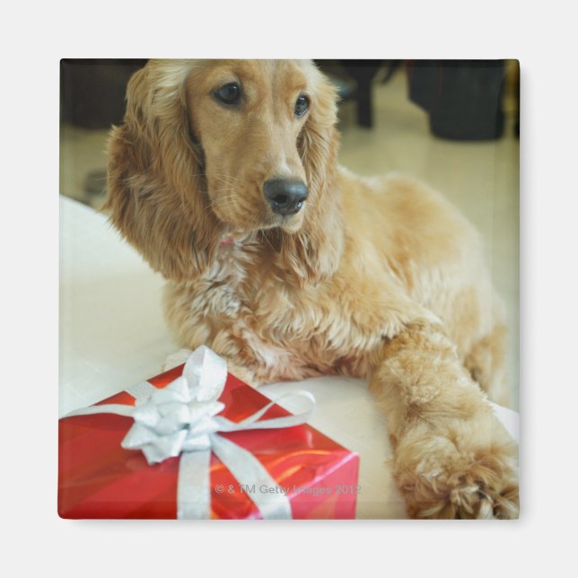 Imán Cierre de un perro con un regalo (Frente)
