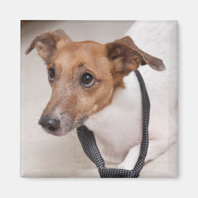 Imán Cierre de un perro poniéndose una corbata (Frente)