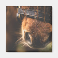 Cierre de una mancha de caballo marrón