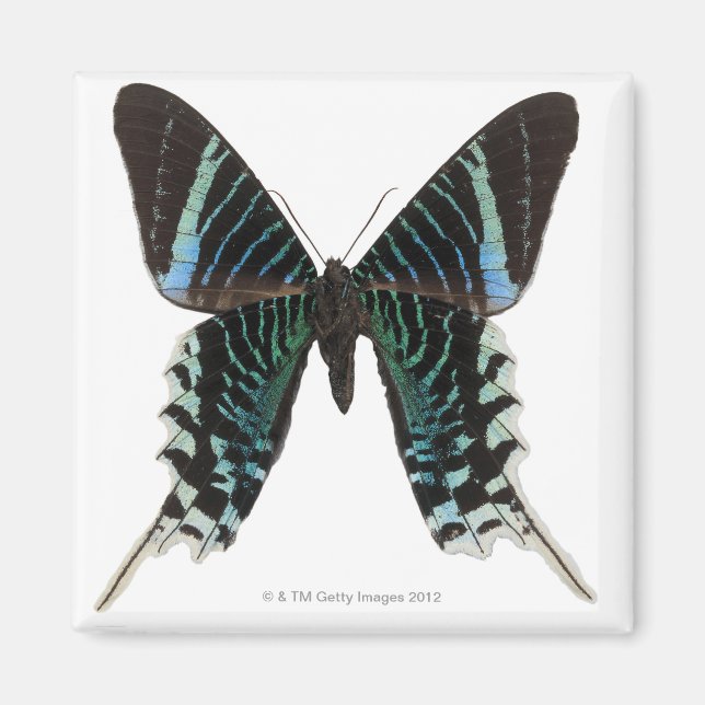Imán Cierre de una mariposa (Frente)