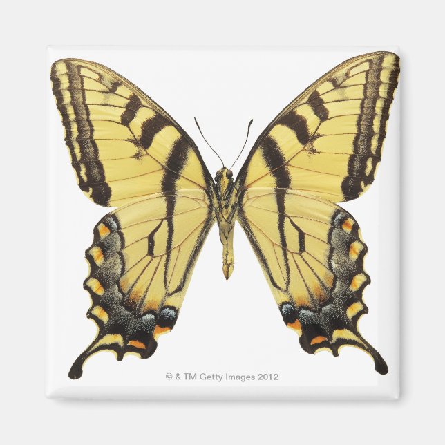 Imán Cierre de una mariposa 2 (Frente)