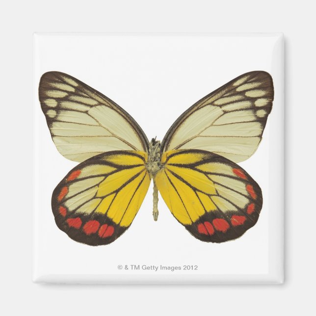 Imán Cierre de una mariposa 3 (Frente)