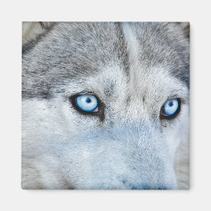 Imán Cierre del Husky Siberiano con ojos azules