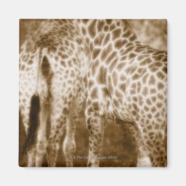 Imán Cierre del Parque Nacional Girafes Kruger Sur (Frente)