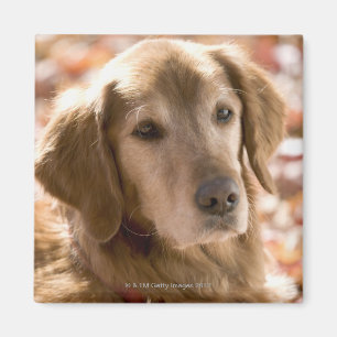 Imán Cierre del perro recuperador de labradores dorados