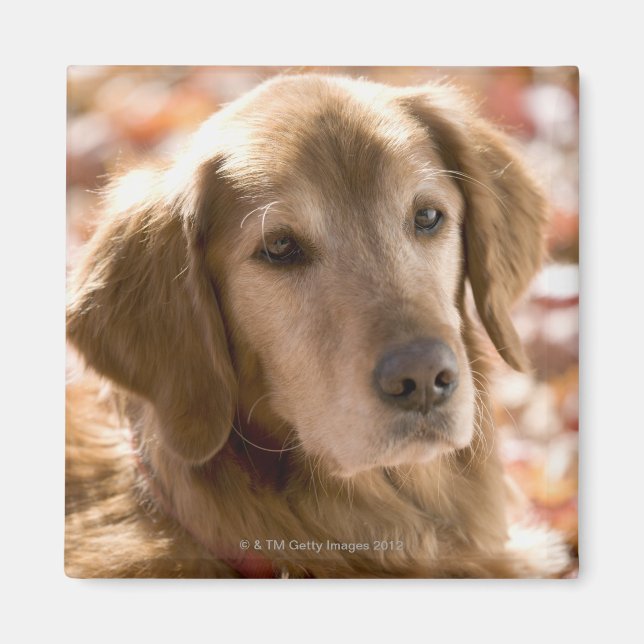 Imán Cierre del perro recuperador de labradores dorados (Frente)