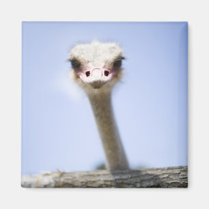 Imán Ciérrese encima de la cabeza de la avestruz