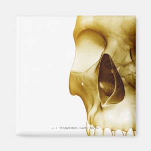 Imán Ciérrese encima de la vista frontal del cerebro