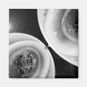 Imán Ciérrese encima de mirada en la división celular