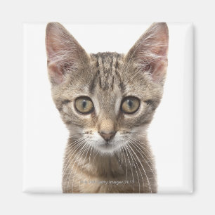 Imán Ciérrese encima del retrato de un gatito