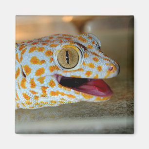 Imán Ciérrese encima del retrato del gecko de Tokay en