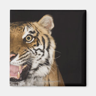 Imán Ciérrese para arriba de la cara del tigre del