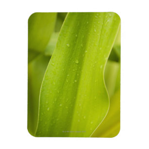 Imán Ciérrese para arriba de la hoja tropical mojada