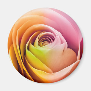 Imán Ciérrese para arriba de pétalos color de rosa