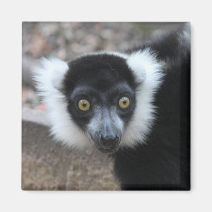 Imán Ciérrese para arriba de un Lemur superado blanco 