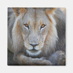 Imán ciérrese para arriba de un león masculino,
