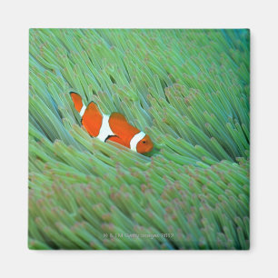 Imán Ciérrese para arriba de un pescado de anémona de