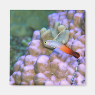 Imán Ciérrese para arriba de un pescado del dardo del