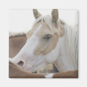 Imán Ciérrese para arriba de una manada de los caballo