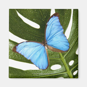 Imán Ciérrese para arriba de una mariposa azul de