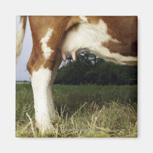 Imán Ciérrese para arriba de vaca en paisaje rural