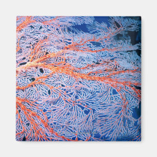 Imán Ciérrese para arriba del coral, Okinawa, Japón