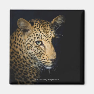 Imán Ciérrese para arriba del leopardo, mayor nacional