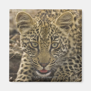 Imán Ciérrese para arriba del leopardo, mayor nacional