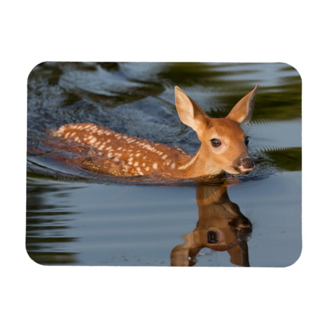 Imán Ciervo cervatillo | Minnesota (Horizontal)