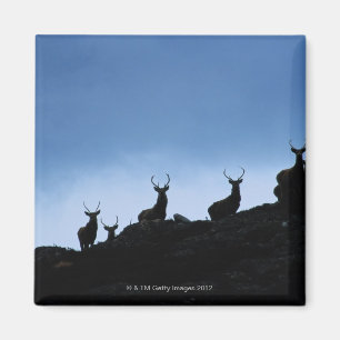 IMÁN CIERVO COMÚN (CERVUS ELAPHUS) SILUETEADO CONTRA