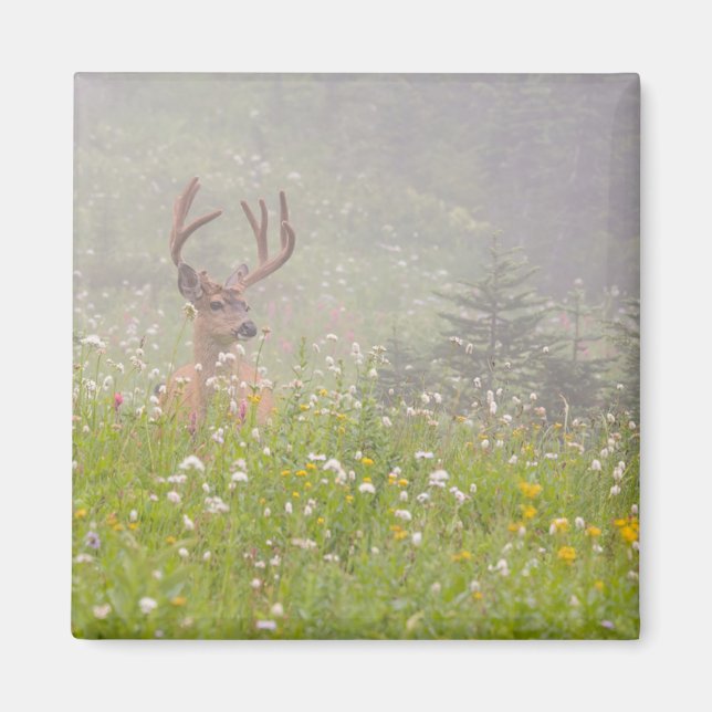 Imán Ciervo macho | Parque Nacional Mount Rainier (Frente)