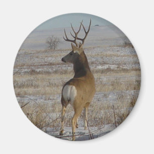 Imán Ciervo Mula D20 Macho en Nieve