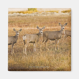Imán Ciervo mula (hemionus) del Odocoileus uno en