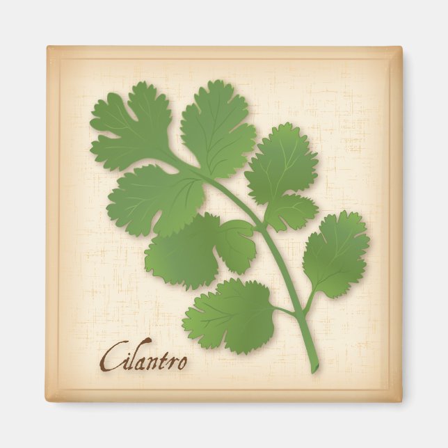 Imán Cilantro Herb (Frente)