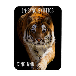 Imán Cincinnati Tiger