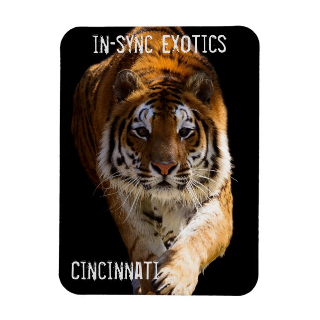 Imán Cincinnati Tiger (Vertical)