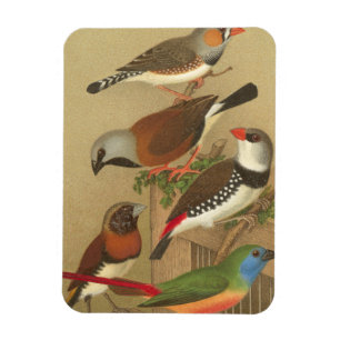 Imán Cinco coloridas aves Mascotas encaramadas en una r