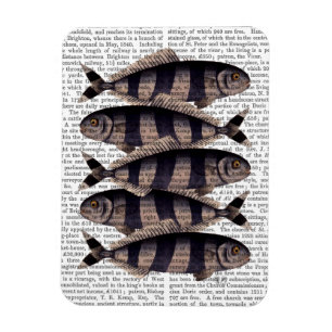 Imán Cinco peces rayados