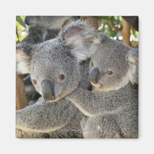 Imán Cinereus Queensland del Phascolarctos de la koala.