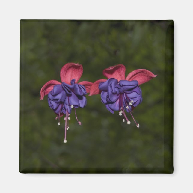 Imán Cintas flotantes (Frente)