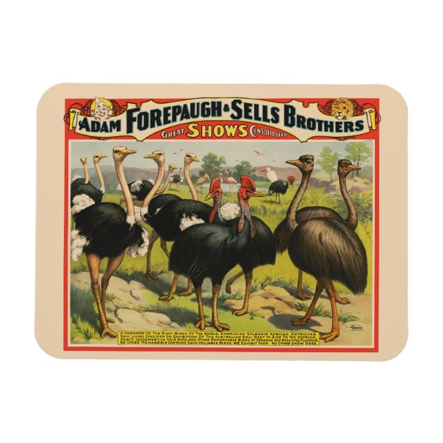 Imán Circo Vintage Con Ostriches Y Aves Grandes. (Horizontal)