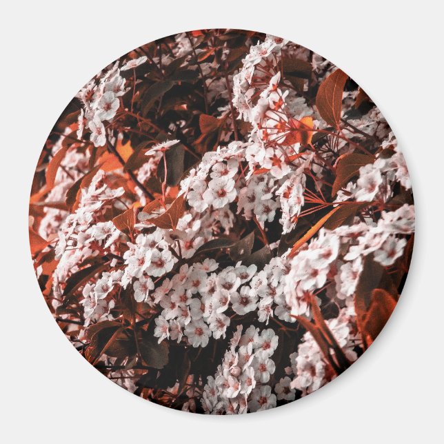 Imán circular (Frente)