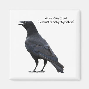 Imán Círculo americano