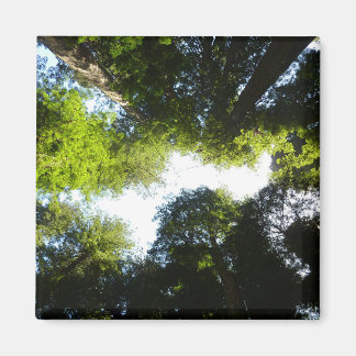 Imán Círculo de árboles de secoya en el Parque Nacional