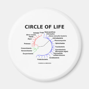 Imán Círculo de la vida (árbol filogenético circular