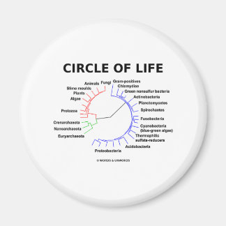 Imán Círculo De Vida (Árbol Fitogenético Circular)